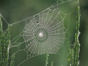 spider_web